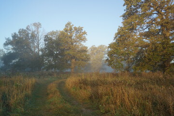 Fototapeta premium autumn in the forest