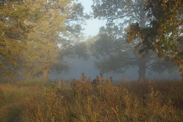 autumn in the forest © Evgenii Ryzhenkov