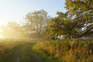 road in the forest