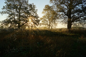 trees in the morning