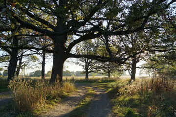 morning in the park