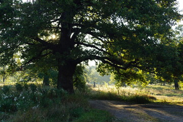 morning in the forest
