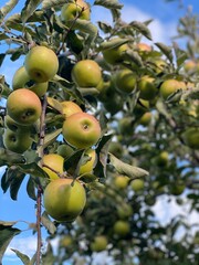 Golden Delicious Apples 