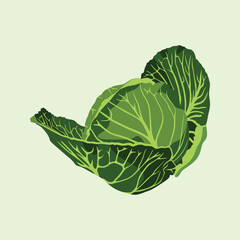 Cabbage Fresh Green Vector Clip Art