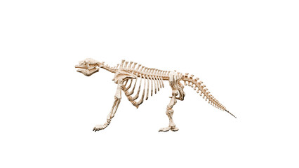 3D render Illustration of a  skeleton of Megetherium on a transparent background