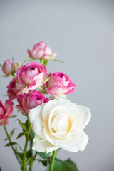 白とピンクのばら