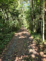 Strickland State Forest in Victoria, Australia