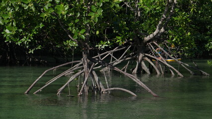 Many roots of mangrove tree, mangroves of Thailand, mangrove thickets