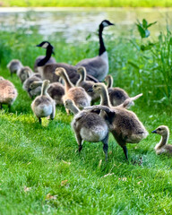 Goslings 