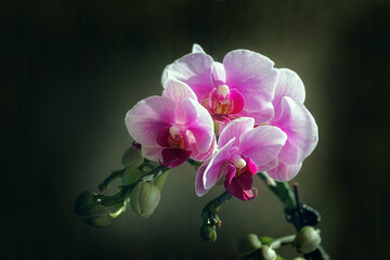 Phalaenopsis, moth orchid flowers,  dark background