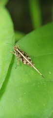 bug on a leaf