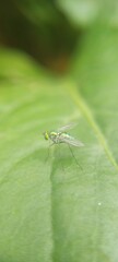 fly on the leaf