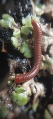 millipede on vegetation
