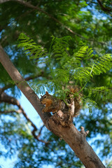 Detailed Close-Up of Squirrel Enjoying a Snack on a Tree with Vibrant Green Background
