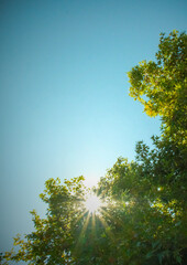 Sunburst Through Green Leaves Against Clear Blue Sky - A Symbol of Hope and Renewal