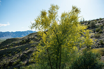 Fototapeta premium Tree on the Mountain