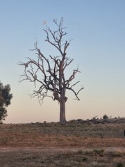 Winton Wetlands in Victoria, Australia