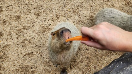 Feeding a capybara at the zoo. Capybara and carrot. Bangkok Zoo