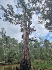 Wonga Wetlands in New South Wales, Australia