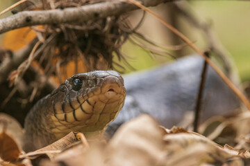 snake in the grass