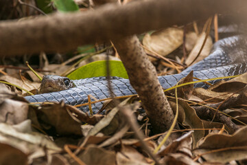Fototapeta premium snake in the tree