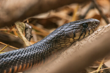 close up of a snake