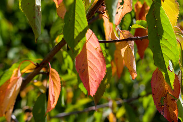 Autumn in the orchard. Close-up view of colorful tree leaves. Abstract background for various uses.