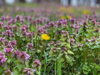 flowers in the garden