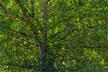 Close-up view of the crown of the tree. Abstract background for various uses.