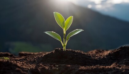 Young plant with green leaves growing in potting soil under bright sunlight from new beginning concept.