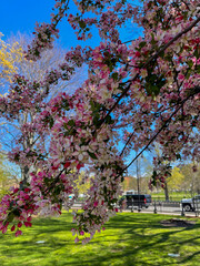spring in the park