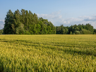 Obraz premium Beautiful landscape with wheat field and trees. Agricultural news and grain prices. Harvest time