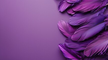 Isolated feathers on purple background