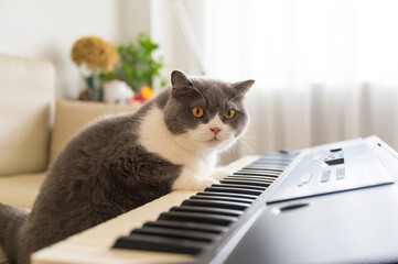 British Shorthair Cat Playing Piano