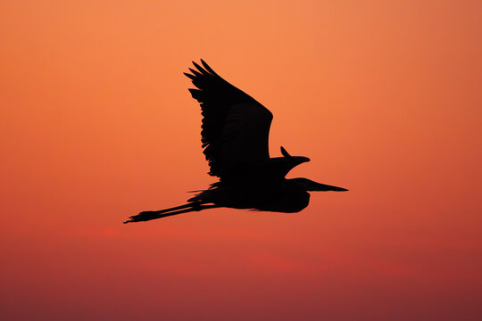 Heron at Sunset