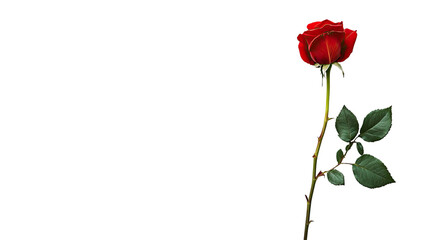Fototapeta premium Rose on a transparent background