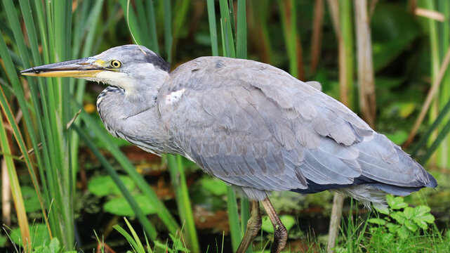 Heron