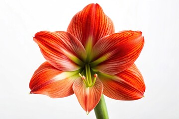 Red and orange Amaryllis flower isolated on white background