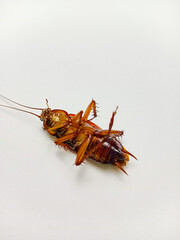 close up of a dead cockroach on a white floor, cockroaches are one of the insect orders (Blattodea) hemimetabola which originate from