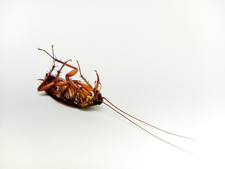 Dead cockroach on the floor after being sprayed with pesticide, Selective focus dead house cockroach