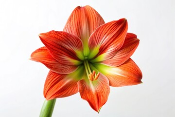 Red orange amaryllis flower isolated on white background