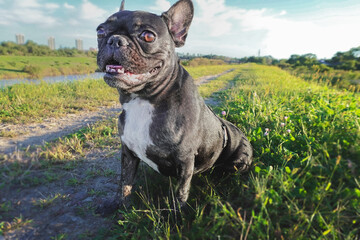 french bulldog puppy