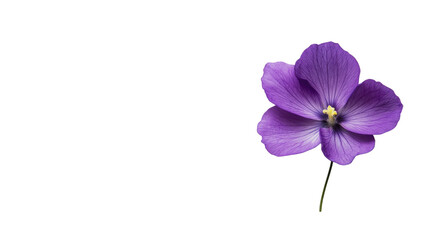 flower on a transparent background