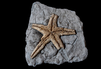 Starfish fossil embedded in rock, ancient marine life preserved
