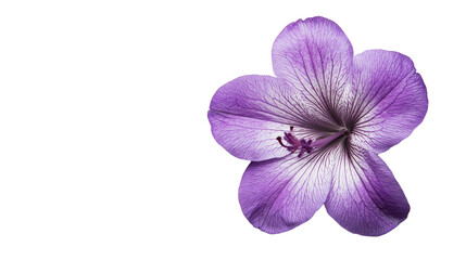 flower on a transparent background