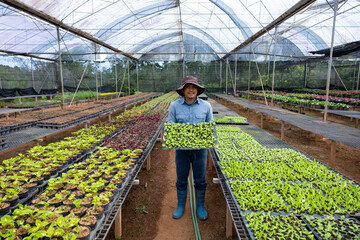 Asian farmer is carrying tray of young vegetable salad seedling to plant in the soil for growing organics plant during spring season and agriculture concept