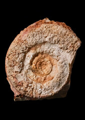 Ammonite fossil showcasing intricate shell patterns