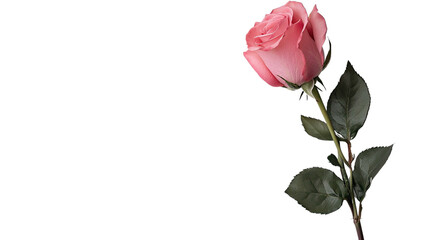 Fototapeta premium Rose on a transparent background
