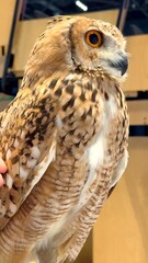  Owl, known for its striking yellow eyes, stands as protector of desert night. Highlighted at Abu Dhabi Hunting and Equestrian Exhibition, it is ultimate guardian of UAEs wild nocturnal world.