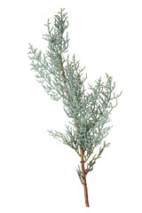 a green twig of conifer isolated on a white background, element for a winter bouquet 